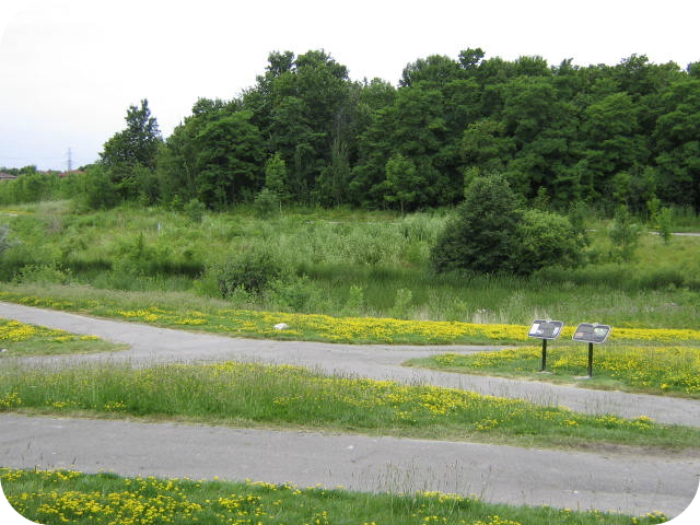 Alexandra Site