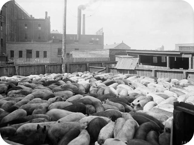 William Davies Company